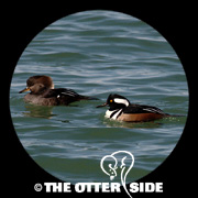 Hooded Merganser