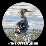 Red-breasted Merganser