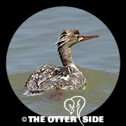 Red-breasted Merganser