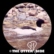 Common Merganser
