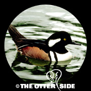 Hooded Merganser