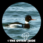 Red-breasted Merganser