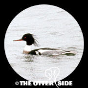 Red-breasted Merganser