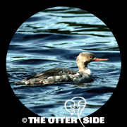 Red-breasted Merganser