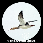 Red-breasted Merganser