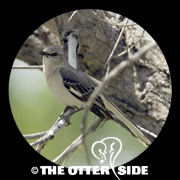 Northern Mockingbird