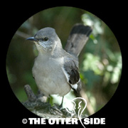 Northern Mockingbird