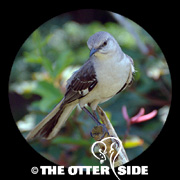 Northern Mockingbird