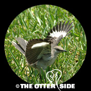 Northern Mockingbird