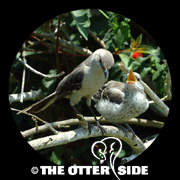 Northern Mockingbird