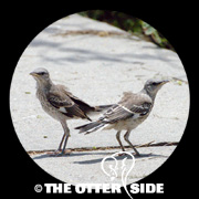 Northern Mockingbird