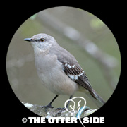 Northern Mockingbird