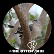 Northern Mockingbird