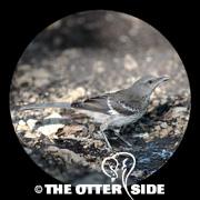 Northern Mockingbird