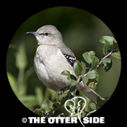 Northern Mockingbird