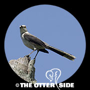 Tropical Mockingbird