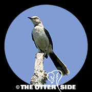 Tropical Mockingbird