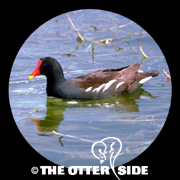 Common Gallinule