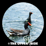Common Gallinule