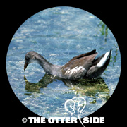Common Gallinule