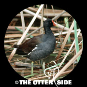 Common Gallinule