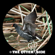 Common Gallinule