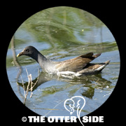 Common Gallinule