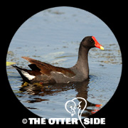 Common Gallinule