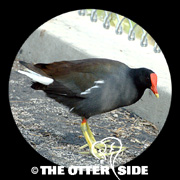 Common Gallinule
