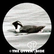 Ancient Murrelet