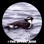 Ancient Murrelet