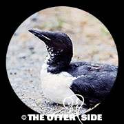 Thick-billed Murre - Pacific