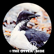 Thick-billed Murre - Pacific