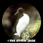 Thick-billed Murre - Pacific