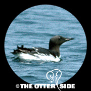 Thick-billed Murre - Atlantic