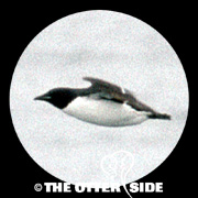 Thick-billed Murre - Pacific