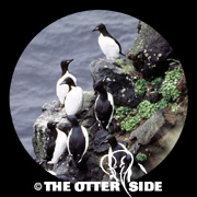 Thick-billed Murre - Pacific