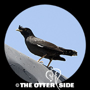 Crested Myna