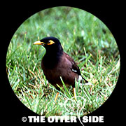 Common Myna