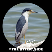Black-crowned Night Heron