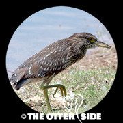 Black-crowned Night Heron
