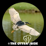Black-crowned Night Heron