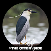 Black-crowned Night Heron