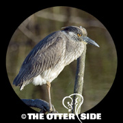 Yellow-crowned Night Heron