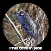 Yellow-crowned Night Heron