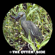 Yellow-crowned Night Heron