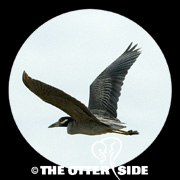 Yellow-crowned Night Heron