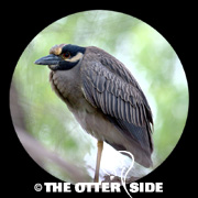 Yellow-crowned Night Heron