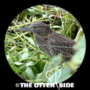 Yellow-crowned Night Heron