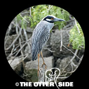 Yellow-crowned Night Heron
